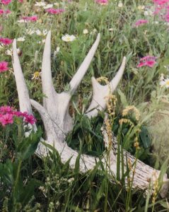 SAMUEL: Hunting shed antlers is a passion for some